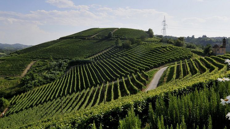 gallery-vigneti-17.jpg