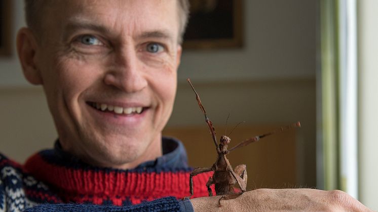 Fredrik Ronquist, här med en vandrande pinne, vid Naturhistoriska riksmuseet ska leda arbetet att kartlägga Sveriges insekter med den senaste DNA-tekniken. 