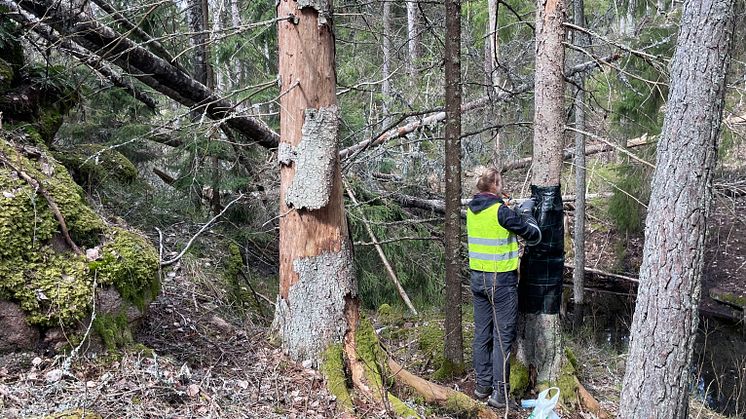 Insektsfälla.jpg