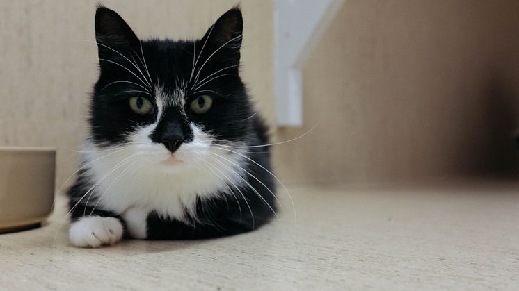 Hilma bor på Mjaus katthem för hemlösa katter, Tassalyckan. Fotograf: Mjau/Viktor Ragnemar
