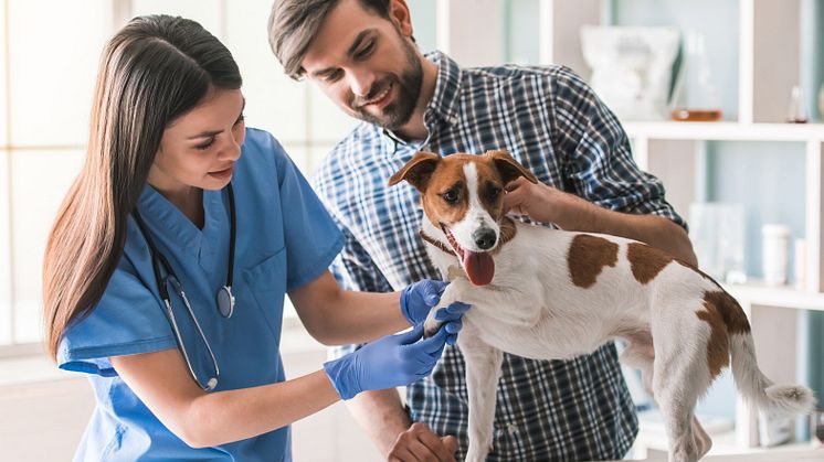 57 Prozent der Tierärzte entscheiden sich für eine Kleintierpraxis.