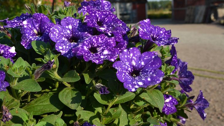 Petunia x hybrida ’Night Sky’ är en av alla spännande nyheter sommaren 2016