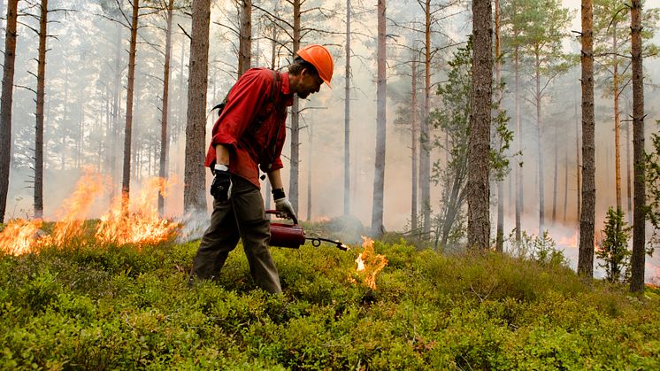 I Södra er det helt normalt at brænde dele af skoven af, og det er helt nødvendigt for at bevare og fremme særlige arter. Det er ansvarlig skovdrift i biodiversitetens navn. 