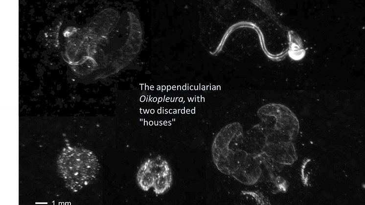 Fig. 2. Appendicularians in their house structures