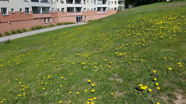 Gräsmatta Storvreten