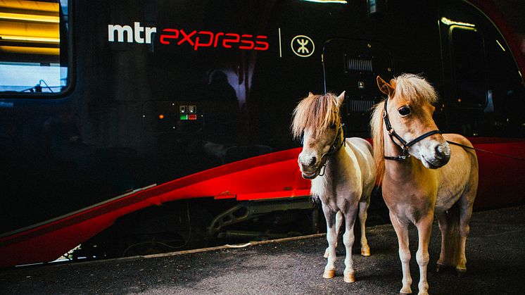 Minihästar dyker upp på Göteborgs Central Station. Hästarna hette Merrylegs fantastic Freddy, 6 År och Pekarnas heart of Rambo 4 år. minihast.se  Foto: Pao Durell