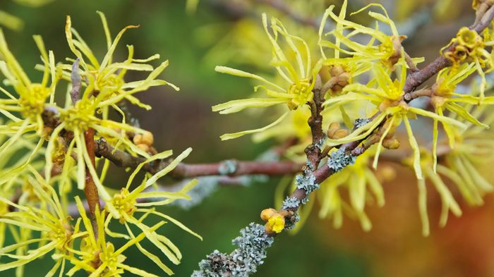Was ist eigentlich Hamamelis?