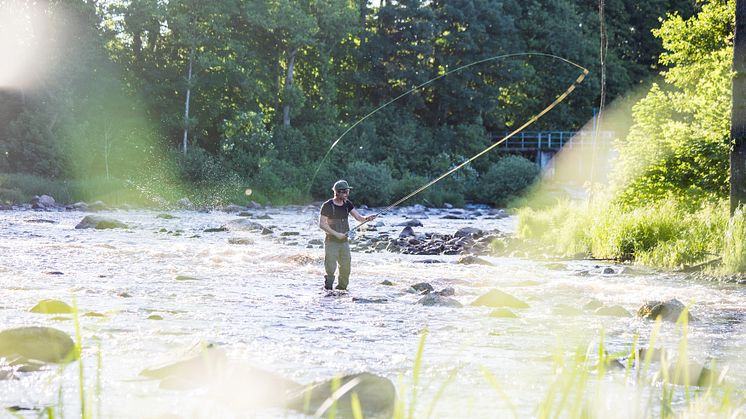 Falkenbergs Laxfiske