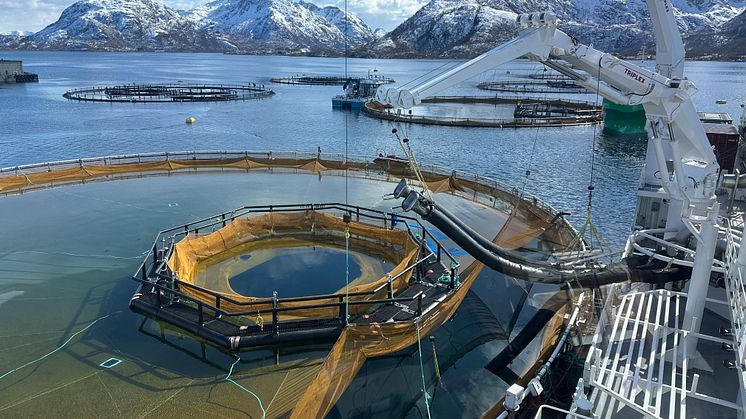Utsett av fisk i iFarm i Vesterålen