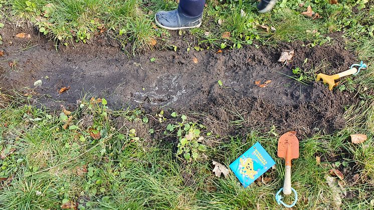 Plantering av Bamse-frön