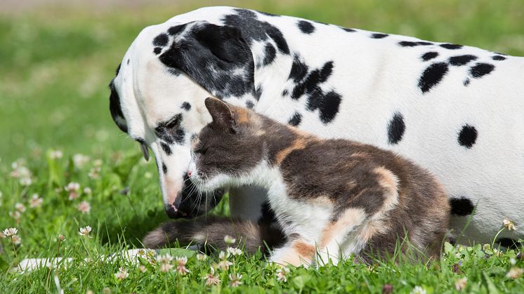 Så blir hunden och katten vänner