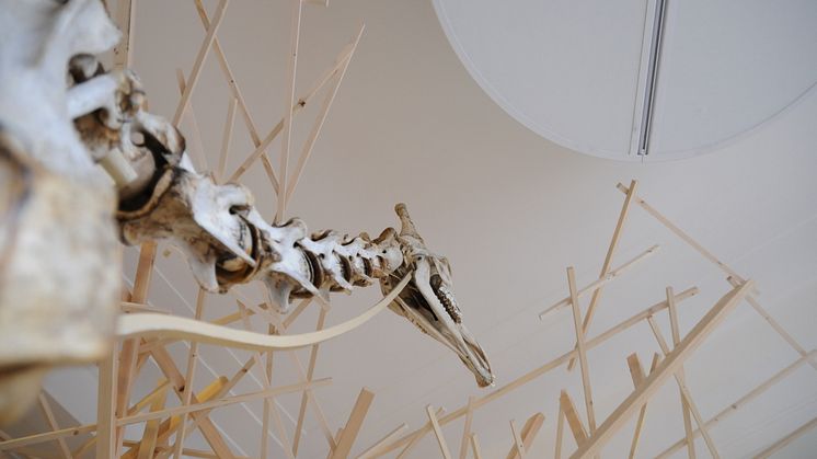 Det händer på Naturhistoriska riksmuseet i december