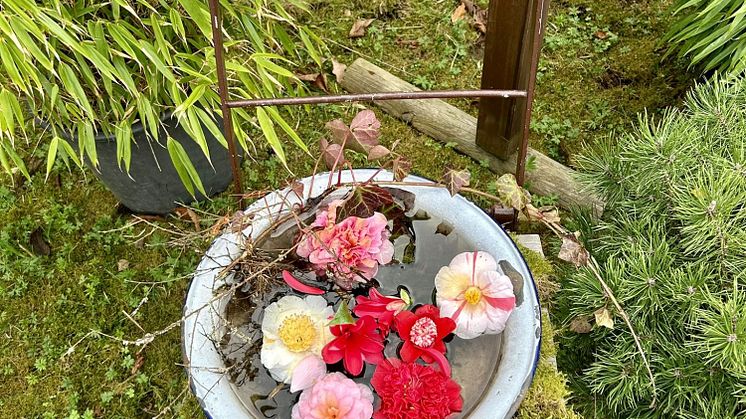 Kamelienblüten in Roßwein