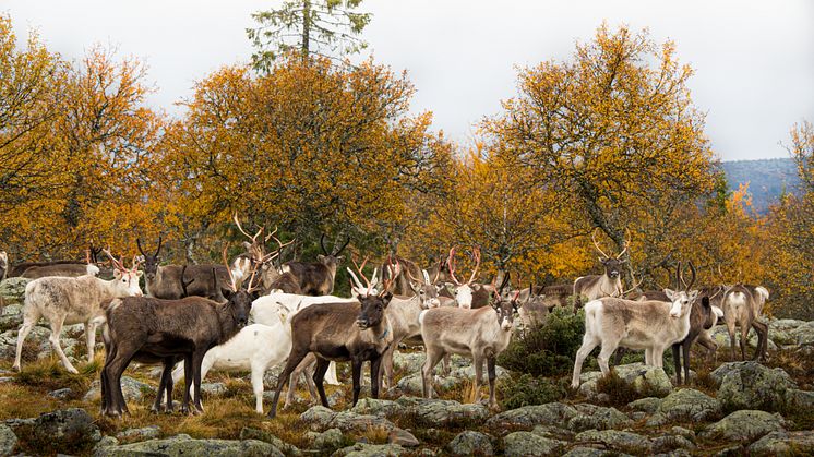 Ökat besökstryck och minskad nedskräpning i Härjedalen under den gånga sommaren. Bild: Emma Edejern