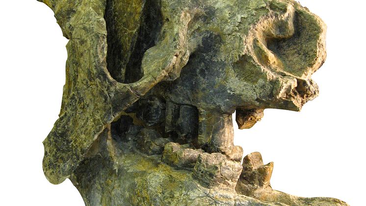 Megatherium tarijense