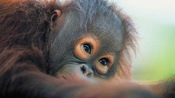 Nyhet - Temaresor: Orangutanger och Borneos djungel