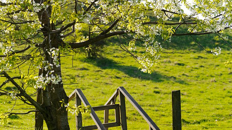 Skåne erbjuder allt från äppelblomsvandring till pigrimsvandring