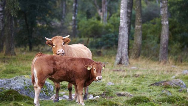 Sommarens torka i Sverige har slagit hårt mot skördarna och djurbetet i hela landet. Här är 5 tips på vad du som konsument kan göra för de svenska bönderna och svensk livsmedelsproduktion.
