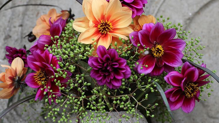 Dahlia Dreamy