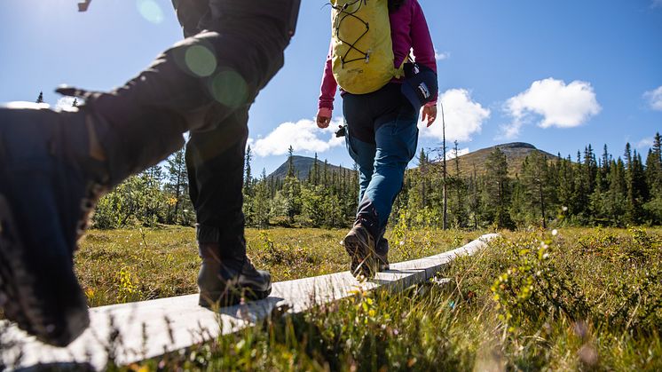 Vandring sommar Lofsdalen