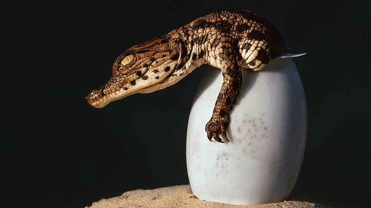 Livets evolution i ny fotoutställning på Naturhistoriska riksmuseet