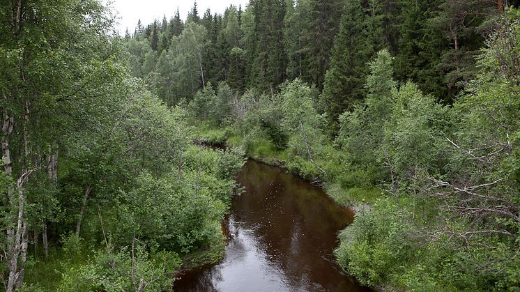 Grundvattnet visar naturvården var skogsbäckarnas artrikedom är störst