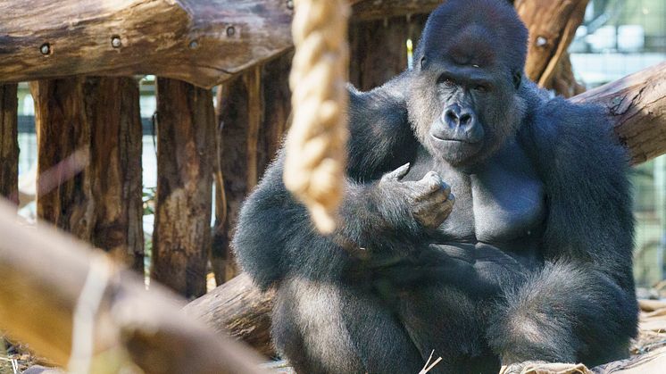 Kiburi in Gorilla Kingdom at ZSL London Zoo (c) ZSL DHL (2)
