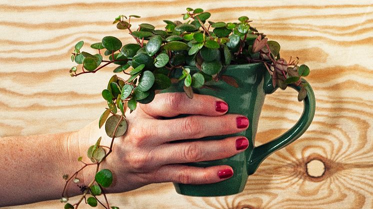 Peperomia 'Peperspot' - Trendväxt