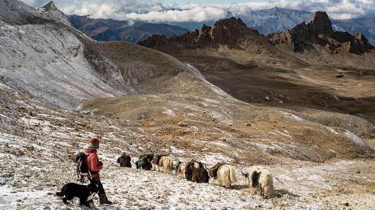 Yak-Trekking Wallis 