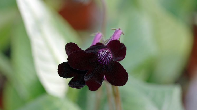 Streptocarpus Lotty
