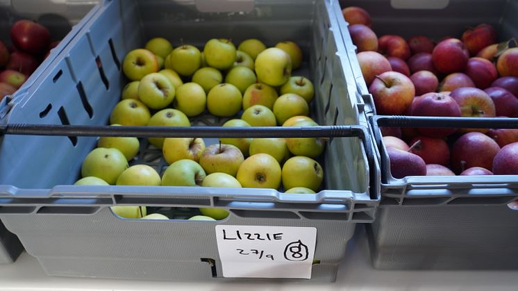 Äpplen för must och cider tas fram av SLU-forskare