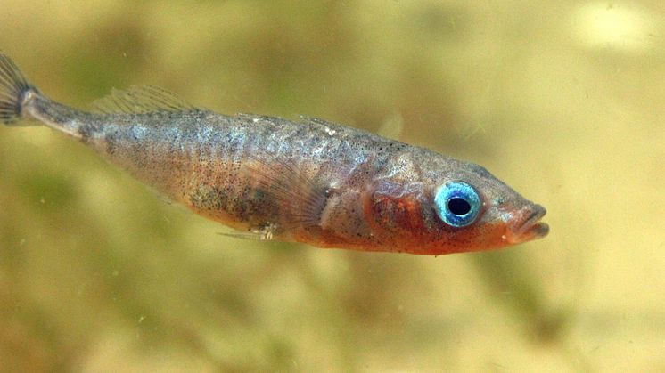 En storspigg (Gasterosteus aculeatus). Hane i lekdräkt. Hannen vaktar omsorgsfullt sina yngel och dör ofta när det arbetet är klart. Foto: Joakim Hansen/Azote