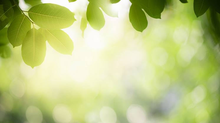 Gips – det klimatsmarta valet