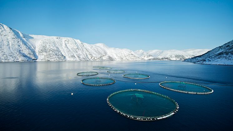 Lakseeksporten øker kraftig i verdi