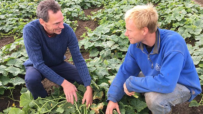  Håkan Tufvesson Sewall, odlingschef på Orkla Foods Sverige, har ett nära samarbete med odlarna. Här tillsammans med  Nils Jönsson, lantbrukare i Revinge utanför Lund.