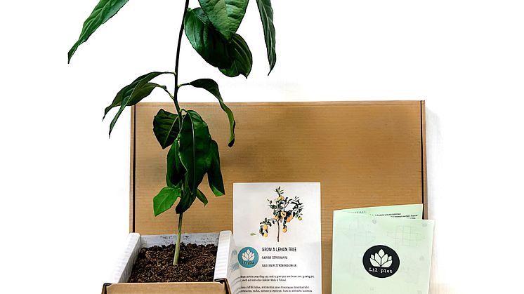 Odla ett eget eukalyptus-, citron- eller granatäppelträd!