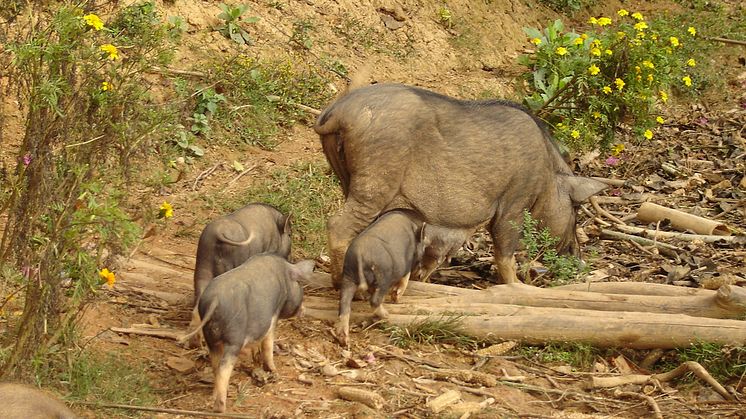 Nya foderråd för småjordbrukare med grisar i Laos