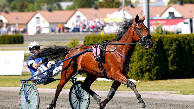 Uza Josselyn inför Elitloppet 2018. Foto: Maria Holmén/TR Bild