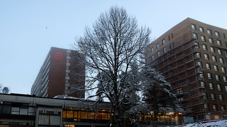 Pressefotografering av massivtre-prosjektet på Kringsjå Studentby. Foto: Unni Irmelin Kvam