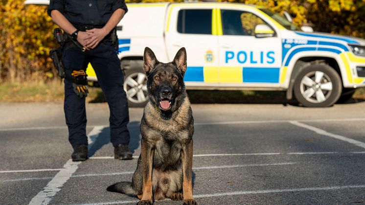 Hank är Årets polishund 2024. Foto: Måns Engelbrektsson