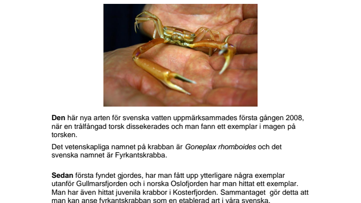 Sällsynt krabba i svenska vatten finns nu att beskåda på Havets Hus i Lysekil
