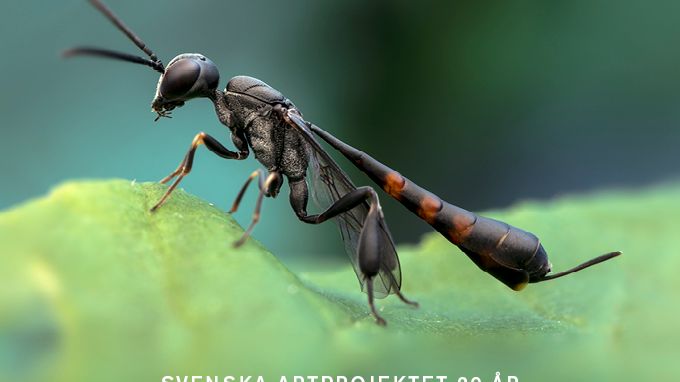 sva_20_ar_standard