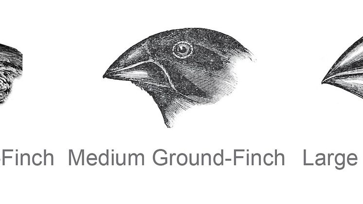 Groundfinchillustration