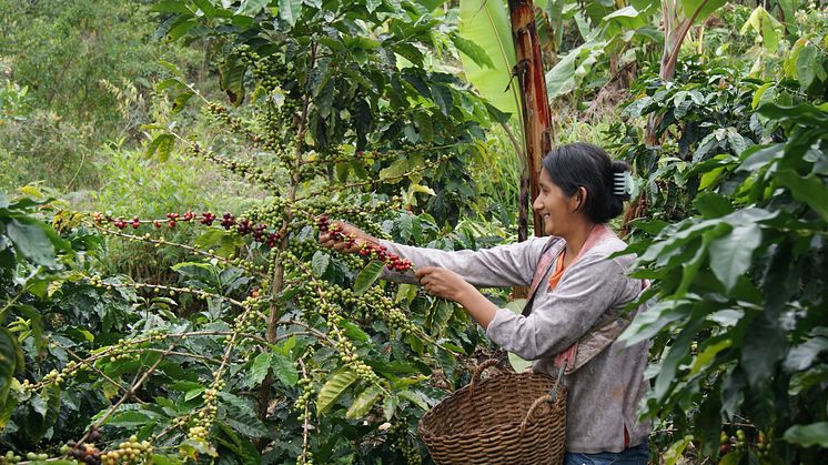 Ekologisk och Fairtrade-certifierad odling i Peru
