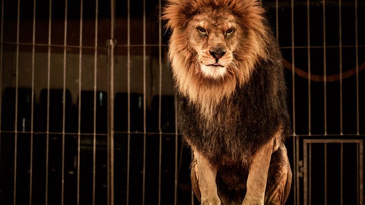 COMMENT: In defence of Britain’s last lion tamer