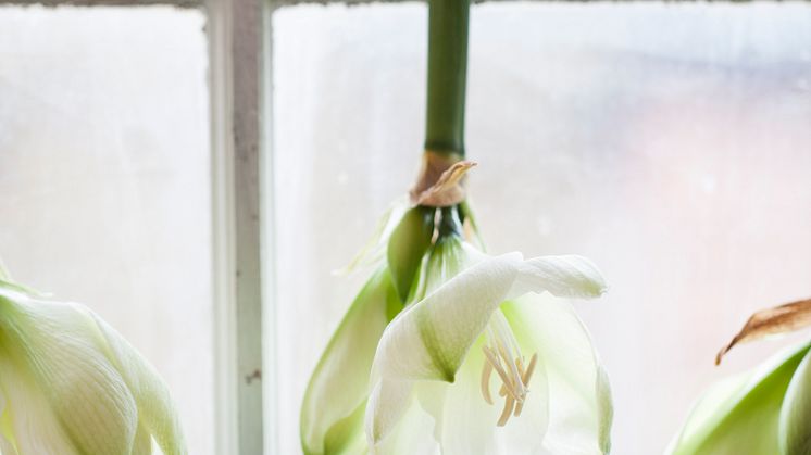 Amaryllis upp och ner