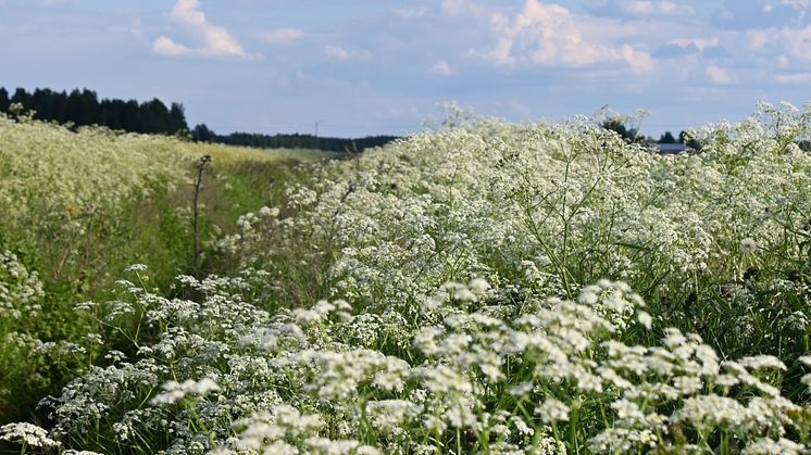 Lintaloiden maitotilan ojanpiennar