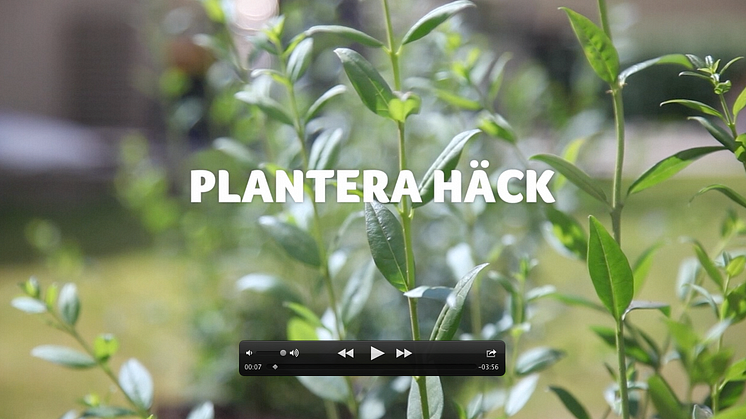 Film - Så här planterar du häckplantor