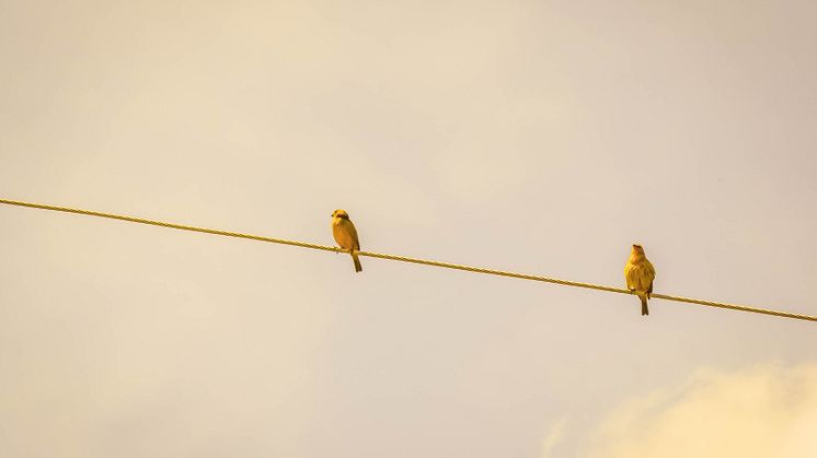 ronaldo-de-oliveira-RSn77lspnq4-unsplash