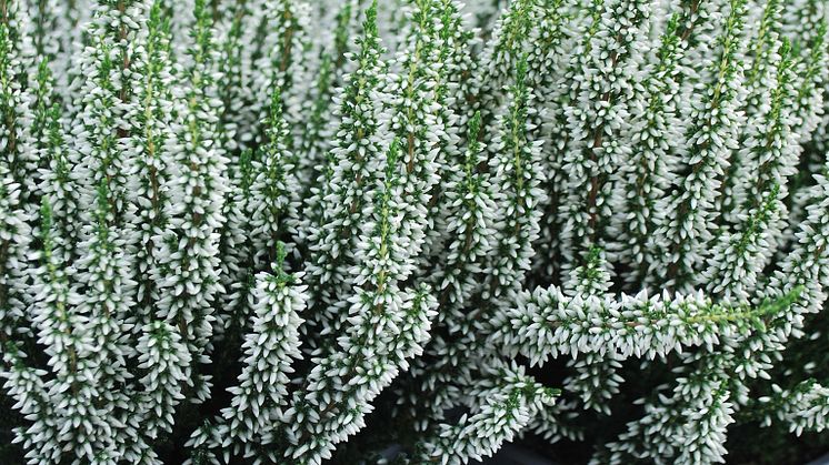 Calluna-Ljung-Vitikruka-Foto Solgården.jpg